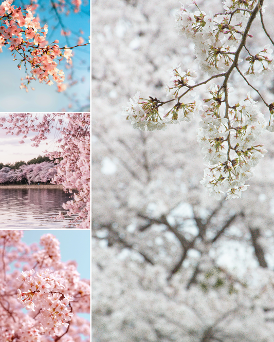 Cherry Blossoms Spring Countdown